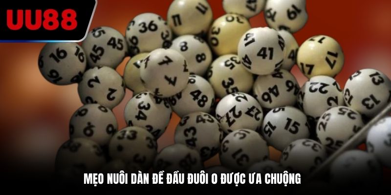 Mẹo nuôi dàn đề đầu đuôi 0 được ưa chuộng